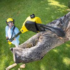  , IA Tree Services Pros